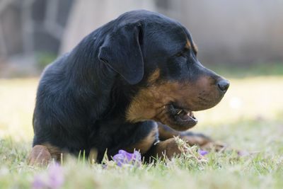 Close-up of dog looking away