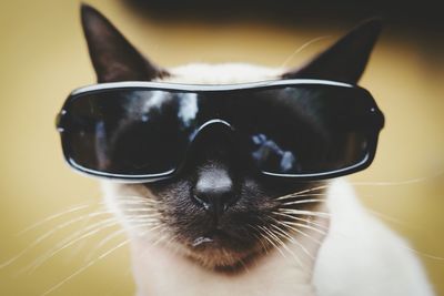 Portrait of siamese cat with sunglasses