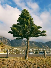 Tree on landscape against sky
