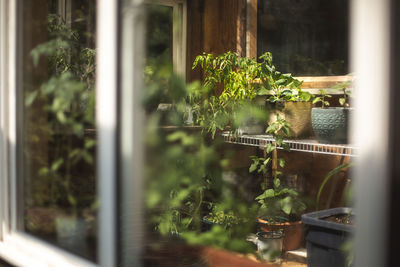 Potted plants seen through window