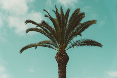 palm tree