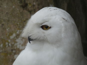 Close-up portrait of a bird