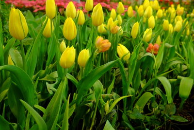 Close-up of yellow tulip flowers in field