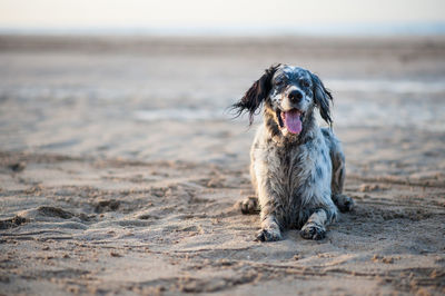 Portrait of dog relaxing at sandy beach