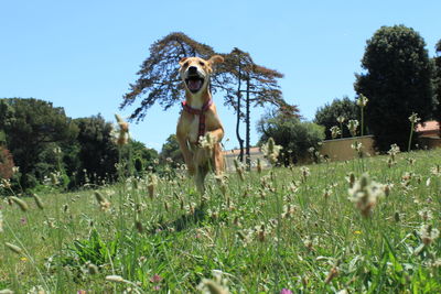 View of a horse on field