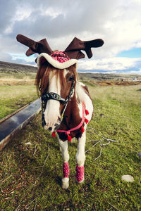 Horse standing on field against sky