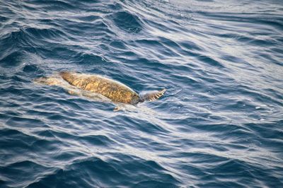 View of turtle swimming in sea