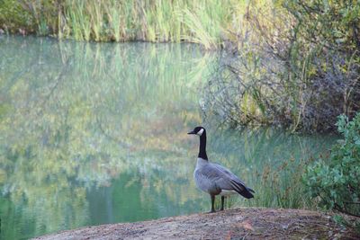 Bird perching on a lake