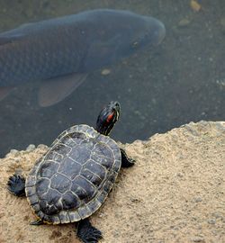 High angle view of turtle on rock by lake