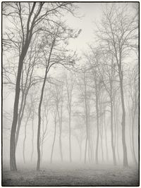 Bare trees in foggy weather