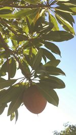 Low angle view of leaves on tree