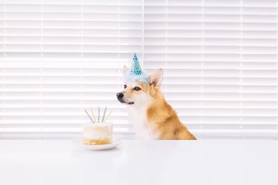 Dog wearing party hat sitting by cake on table