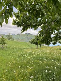 Trees on field against sky