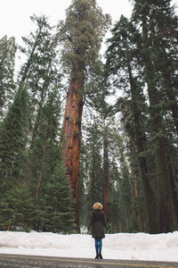 Rear view of man standing amidst trees in forest