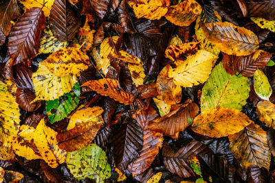 Leaves on ground