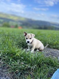 Dog running on field