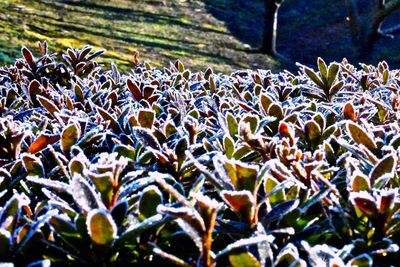 Plants growing on field