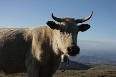 Cows on field against mountain