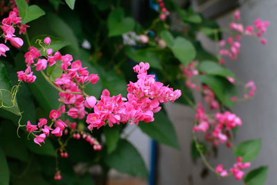 Close-up of pink flowering plant