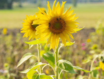 Flower strips with sunflowers on the edges of fields are intended to attract bees and insects