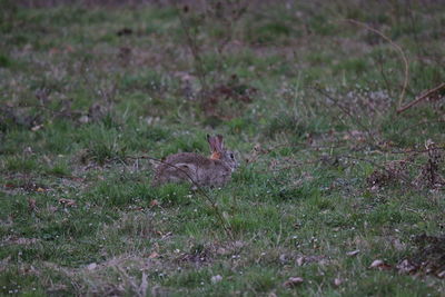 Side view of an animal on land