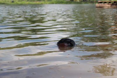 High angle view of duck swimming in lake