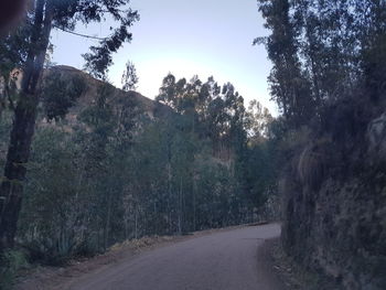 Empty road along trees