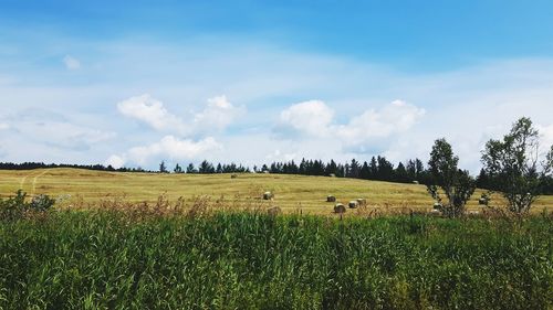 Scenic view of agricultural field against sky