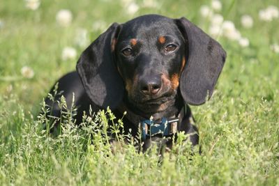 Portrait of black dog on field