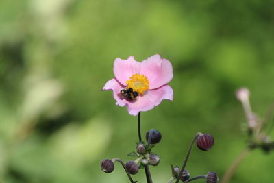 Close-up of pink flower