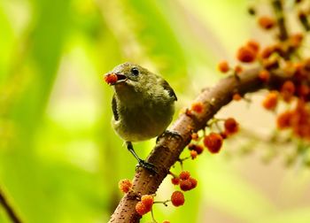 Close-up of bird perching on branch