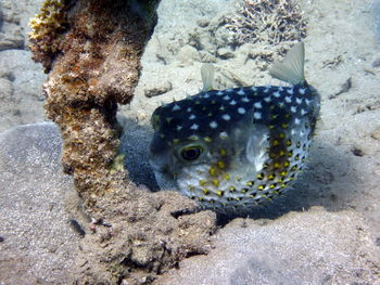 Close-up of fish swimming in sea
