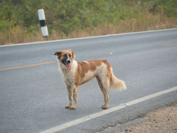 Dog on road in city