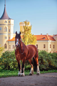 Horse standing in front of building