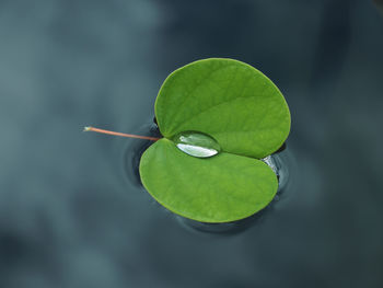 Close-up of green leaves floating on water