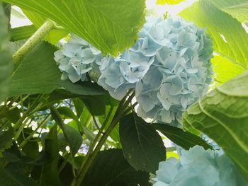 Close-up of white flowering plant