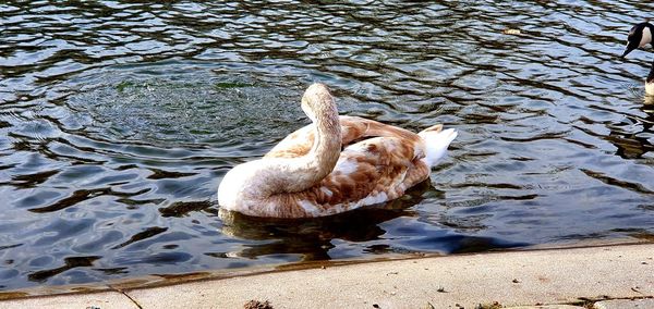 High angle view of swan swimming in lake