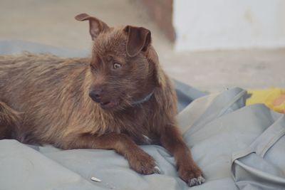 Close-up of dog sitting on bed