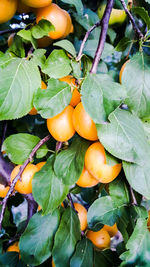 Close-up of oranges growing on tree