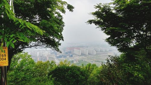 Trees and plants in city against sky