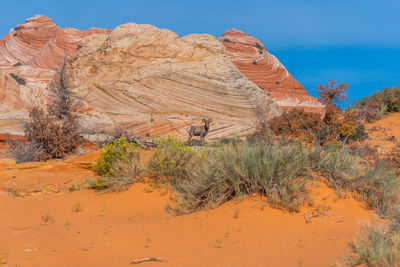 Rock formations in desert