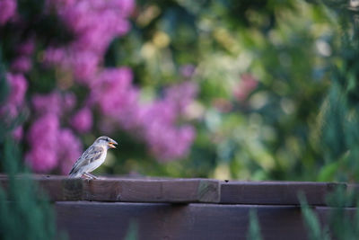 Bird perching on a railing
