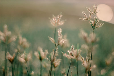 Close-up of wilted flower on field during winter