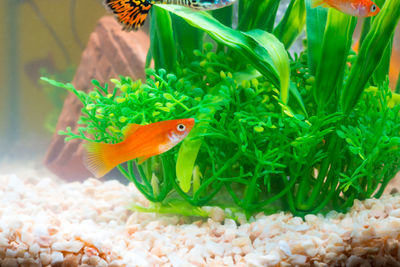 Fish swimming in sea