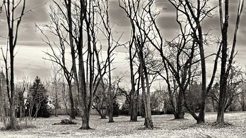 Bare trees on field against sky