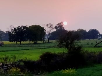Trees on field against sky