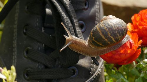 Close-up of snail on black shoe