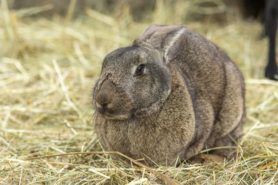 Close-up of a sheep on field