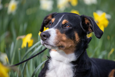 Close-up of dog looking away