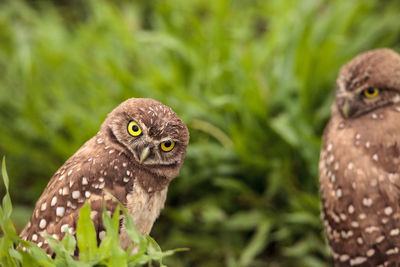 Funny burrowing owl athene cunicularia tilts its head outside its burrow on marco island, florida